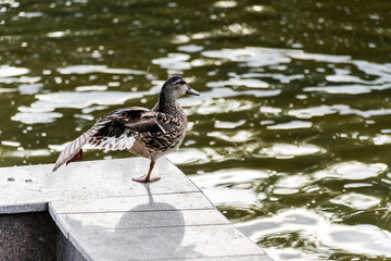 Duck sitting on the edge of a fountain.