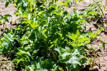 Parsnip (Pastinaca sativa) planted in garden.
