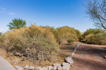 Afternoon sunny view of the landscape of Clark County Wetlands Park