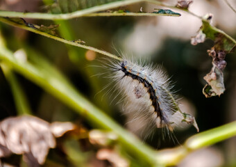 Fluffy Caterpillars (Hyphantria cunea) eating a leaf of grape vine.