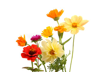 Arrangement of mixed garden flowers isolated on white background. Colorful blossom of calendula, dahlia mignon, aster flowers.