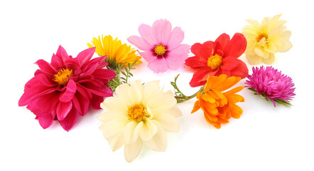 Mixed garden flowers isolated on white background. Colorful blossom of dahlia mignon, aster, cosmos, zinnia flowers.