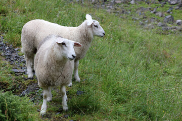 Schaf / Sheep / Ovis.