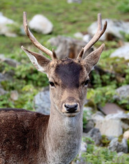 Red deer close-up in front