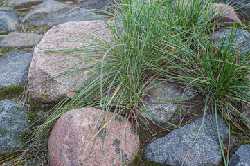 stone wall with green moss in the joints