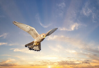 Turmfalke im Sonnenaufgang 
