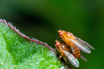 Two fruit fly attached to each other 