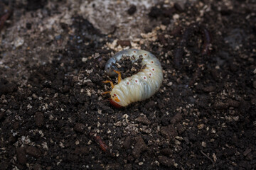 Mountain pine or bark beetle larva, close up. Parasite destroying trees and furniture.