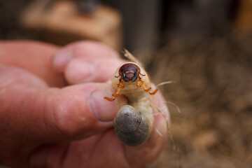 Mountain pine or bark beetle larva in male hand, close up. Parasite destroying trees and furniture.