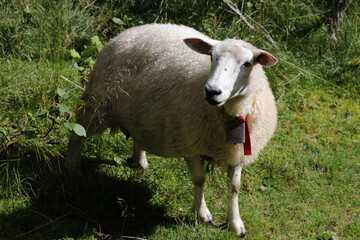 Schaf / Sheep / Ovis