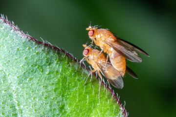 Two fruit fly attached to each other 