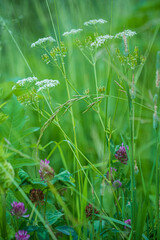 Atmosphere of summer flowering meadow - sunny morning with grass and flowers in dreamy detail