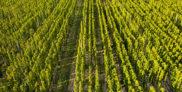 Field for growing hops as an agricultural crop. Drone view.