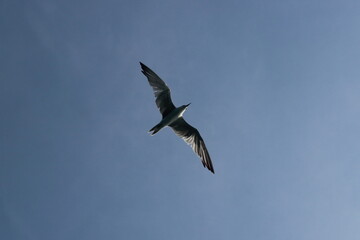 seagulls flying in the sky