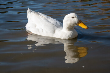 White pekin ducks
