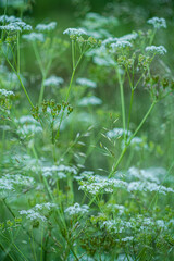 Atmosphere of summer flowering meadow - sunny morning with grass and flowers in dreamy detail