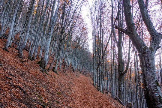 Autumn beech forest on a mountain slope