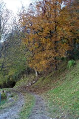 autumn in the forest