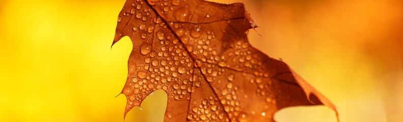 Fallen yellow oak leaves with raindrops. Macro.