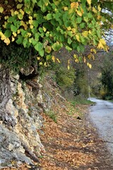 autumn in the forest