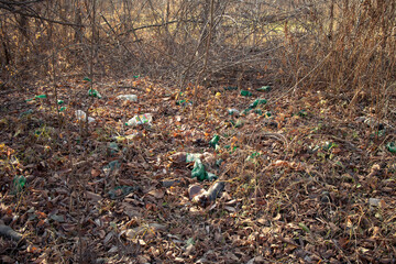 Plastic bottles among the leaves. Garbage among the leaves in the forest. Pollution of nature. Forest pollution in Kyiv