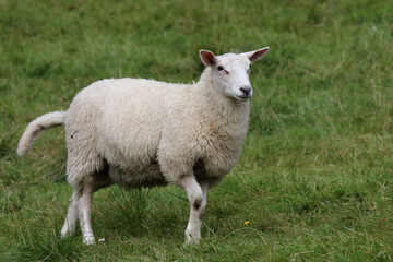 Schaf / Sheep / Ovis.