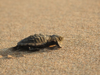 Sea turtle on the sand