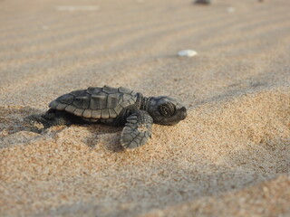 Sea turtle on the sand