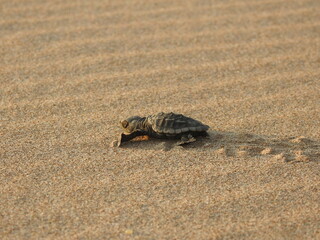 Sea turtle on the sand