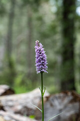 wild orchid on the mountain