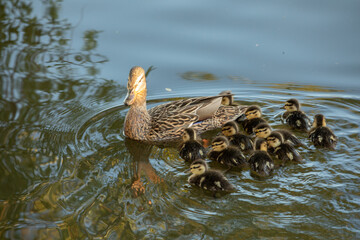 Wild duck with a large brood of ducklings.