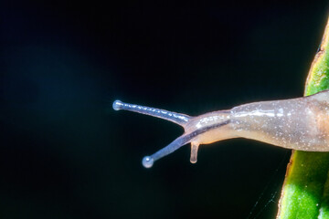 A small snail on top of a leaf