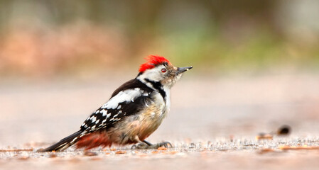 Dendrocopos major woodpecker ordinary, sitting on a dry branch and falls a cone.