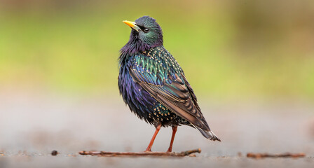 Common starling sitting on the green grass with dew drops