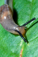 A small snail on top of a leaf