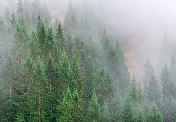 Norwegian spruces in dense fog