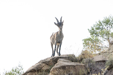 Hispanic goat on the rocks