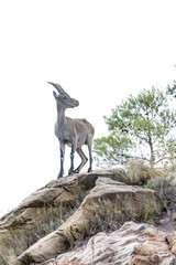 Hispanic goat on the rocks