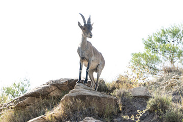 Hispanic goat on the rocks