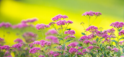 Spiraea salicifolia flower close up. Selective focus.
