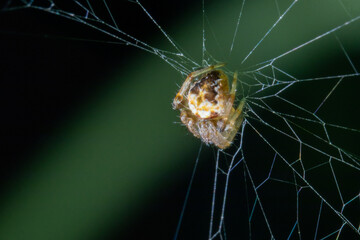 A small spider hanging on its web