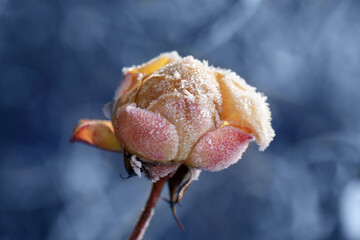 The rose flower is covered with hoarfrost. The first autumn frosts.