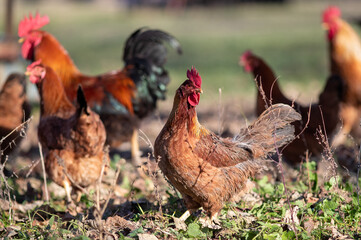 Hens and roosters walking on organic poultry farm