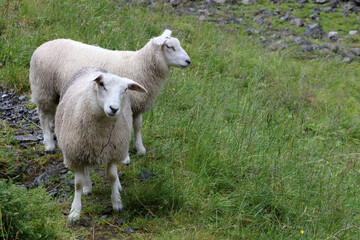 Schaf / Sheep / Ovis.