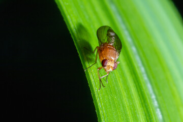 fruit fly standing on top of a grass macro