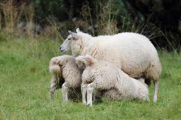 Obraz premium Schaf / Sheep / Ovis.