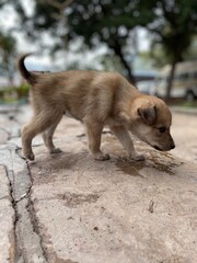 Cute Street dog!