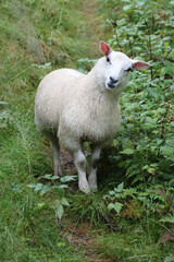 Schaf / Sheep / Ovis.