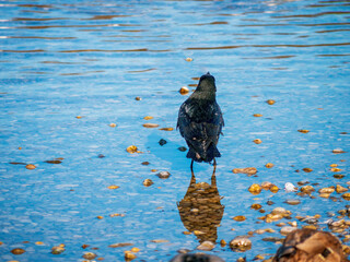 Black Bird watching and take a bath while being visible in the mirror of the water