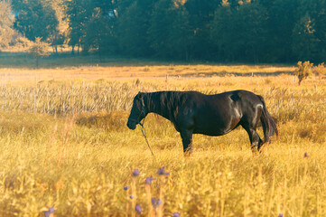Black horse